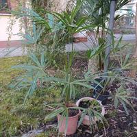 vasi con palme camaron