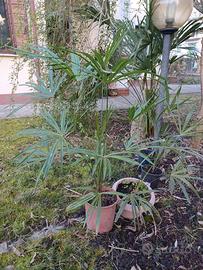 vasi con palme camaron