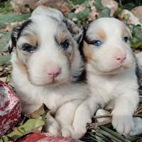 Pastore Australiano con Pedigree Enci