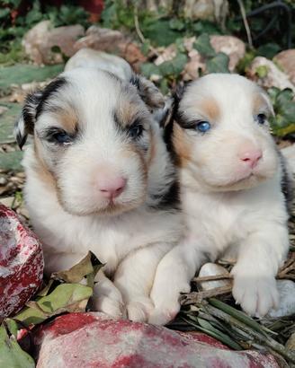 Pastore Australiano con Pedigree Enci