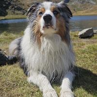 Monta - Pastore australiano maschio pedigree