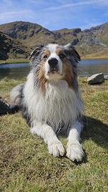 Monta - Pastore australiano maschio pedigree
