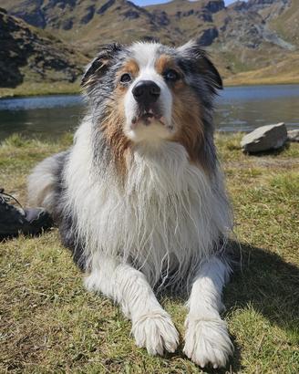 Monta - Pastore australiano maschio pedigree