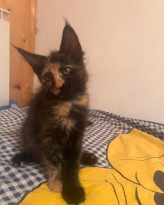 Disponibili cuccioli di Maincoon