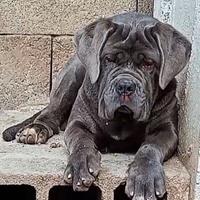 Cucciola mastino napoletano