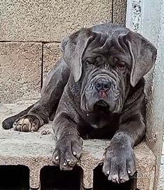 Cucciola mastino napoletano