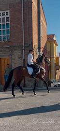 Cavallo