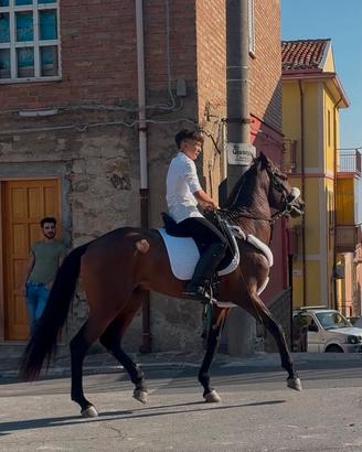Cavallo