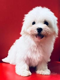 Maltesi femmine con Pedigree ENCI