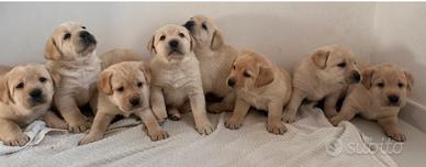 Cuccioli Labrador