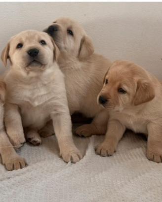 Cuccioli Labrador