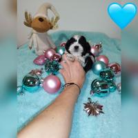 Shih tzu Toy imperiali cuccioli