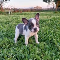 Cucciolo bulldog francese esotico