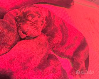 Cane corso con pedigree enci