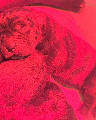 Cane corso con pedigree enci