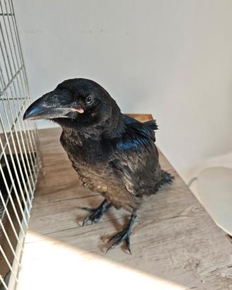 Corvo Imperiale allevato a mano baby