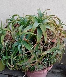 Pianta grassa