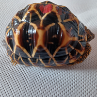 Tartaruga Geochelone Elegans S.Lanka