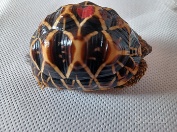 Tartaruga Geochelone Elegans S.Lanka