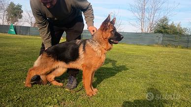 Cucciola pastore tedesco