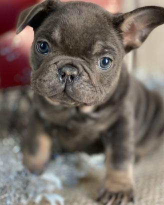 Cuccioli di bulldog francesi