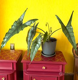 Alocasia Heterophylla (Dragon's Breath)