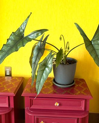 Alocasia Heterophylla (Dragon's Breath)