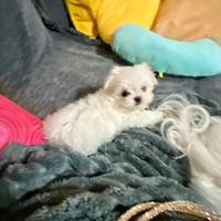 Vendita di un maltese piccolissimo i