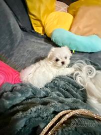 Vendita di un maltese piccolissimo i