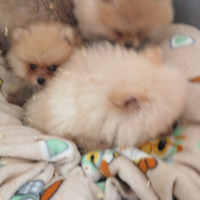 Spitz di Pomerania