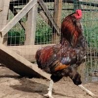 Galli araucana e maranz betulla