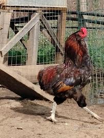 Galli araucana e maranz betulla