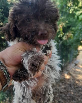 Lagotto