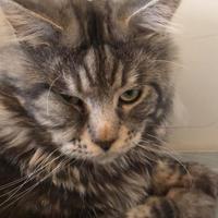 Gatto usato (pari al nuovo)