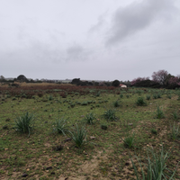 Terreno agricolo Soleminis