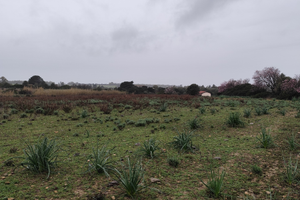 Terreno agricolo Soleminis