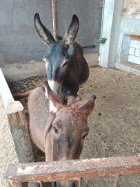 mamma con asinello di tre mesi