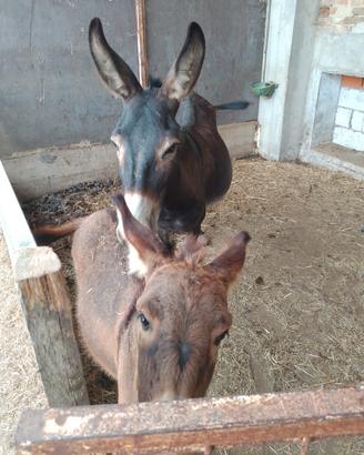 mamma con asinello di tre mesi