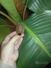 Pianta banano luxury