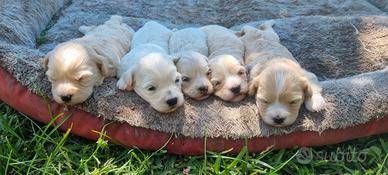 Maltipoo