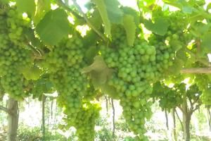 Vigneto produttivo a Ortona