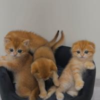 Gattini Scottish fold/straight