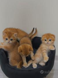 Gattini Scottish fold/straight