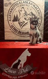 Cucciola Alaskan Malamute