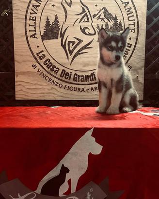 Cucciola Alaskan Malamute