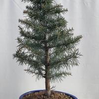 Cedro del libano bonsai
