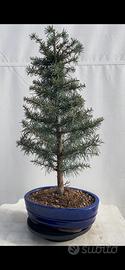 Cedro del libano bonsai