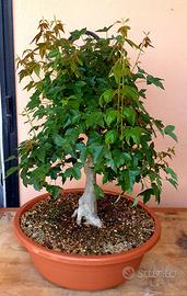 Pre Bonsai Acero Tridente 