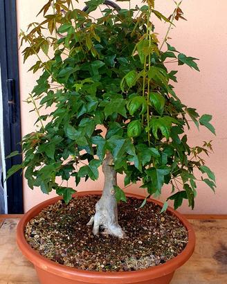 Pre Bonsai Acero Tridente 