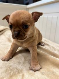 Cucciola chihuahua pelo corto cioccolato